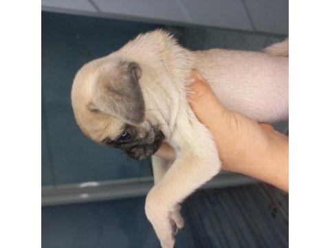 Pug yavruları