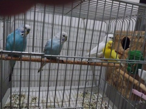 Muhabbet kuşları