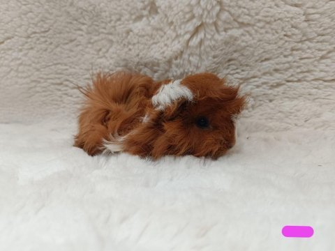 Sevimli guinea pig yavruları