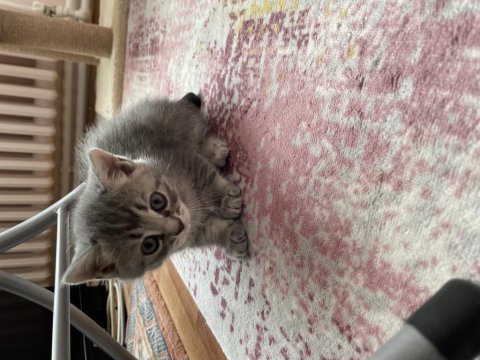 British shorthair yavrularıma yuva arıyorum