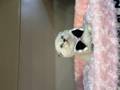 Scottish fold blue point bebekler