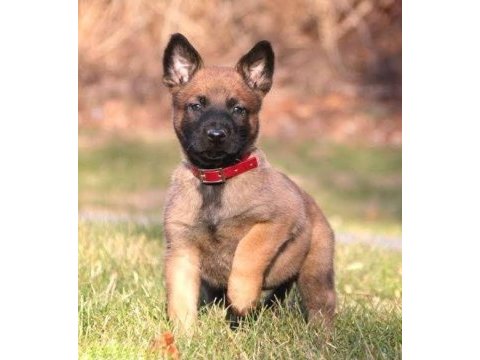 Ruhsatlı köpek çifliğinden b kurdu yavrular a scrli