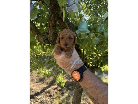 Toy poodle ırk garantili yavrularımız