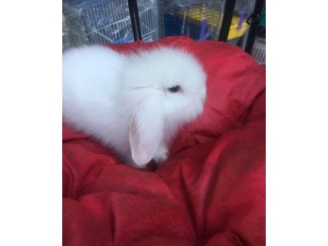 Hollanda lop tavşan