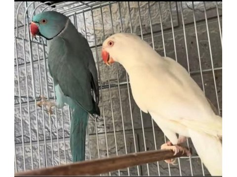 Takım mutasyon pakistan papağanları ist yenibosna