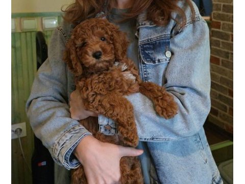 Bakımlı toy poodle bebekler