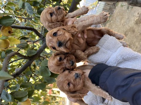 Çok güzel cocker köpekler sütten yeni kesildi