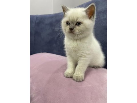British shorthair yavruları