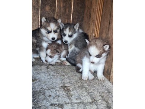 Safkan sabırla bebek husky yavrular