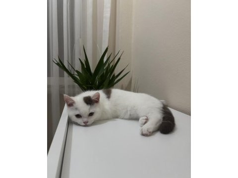 Cinnamon harlyquin british shorthair