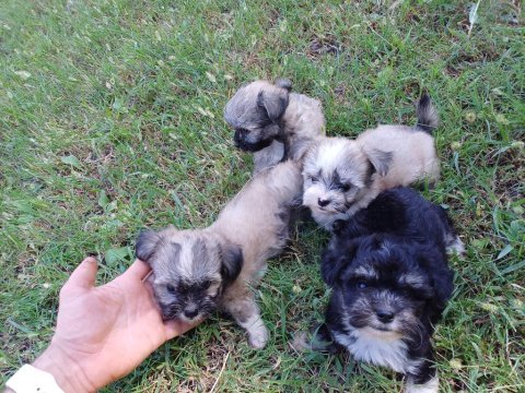 Anne morkie baba maltese