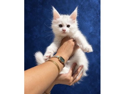 Xxxl bembeyaz maine coon yavrularımız