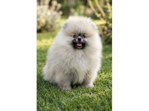 Teddy bear pomeranian boo üst kalite