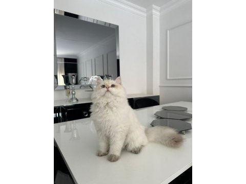 British longhair kedimiz