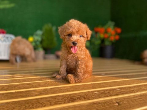 Toy poodle köpekler referans yavru