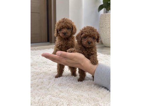 Poodle arayanların dikkatine – özel yavrular