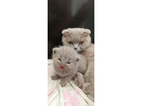 Tüm aşıları mevcut pasaport çip 1 yaşında scottish fold