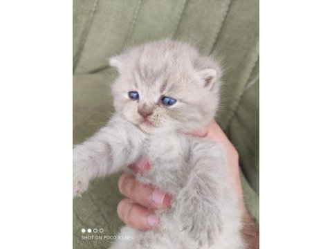 British longhair