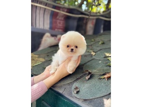 Sağlık ve ırk garantili pomeranian köpeğimiz