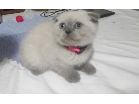 Masmavi gözlü blue point scottish fold dişi yavru