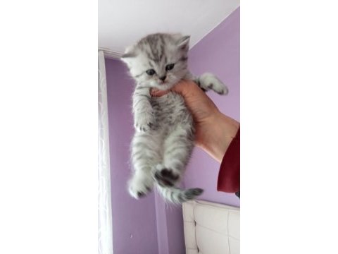 Son erkek silver british shorthair