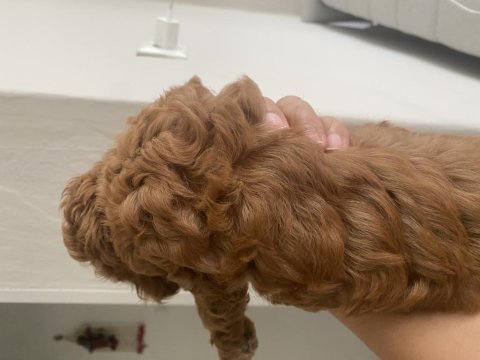 Toy poodle köpeğimiz