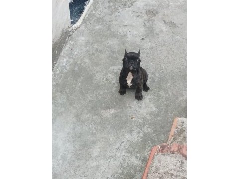 Siyah sevimli french bulldog bebekler