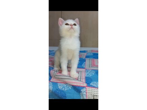 British shorthair erkek yavrular