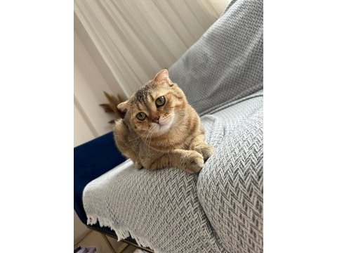 Erkek scottish fold