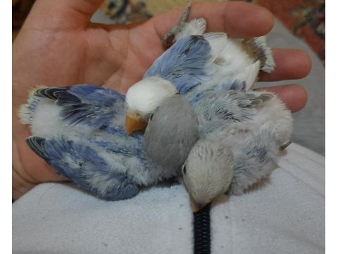 Kızgınlık yumurtası atan opalin sevda papağanı