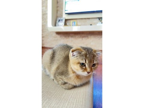 Scottish fold golden