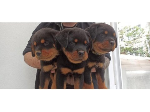 Üst kalite çok kaliteli rottweiler yavrular şecereli