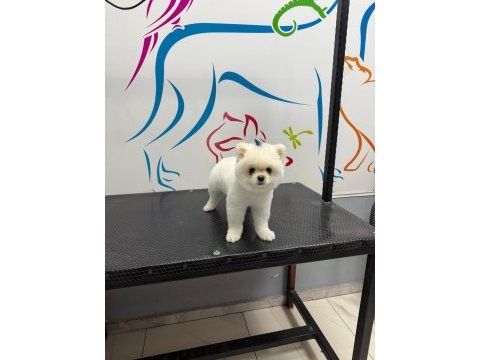 Uysal pomeranian