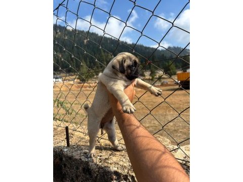 Pug mops yavrularımız sıfır burun gül kuyruk