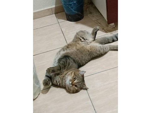 1 yaşında erkek golden tabby kedimiz
