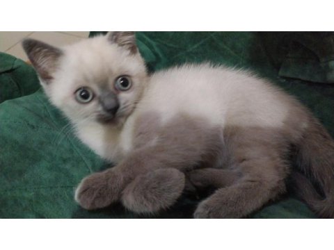 Diyarbakır içi dişi british blue point 3 aylık