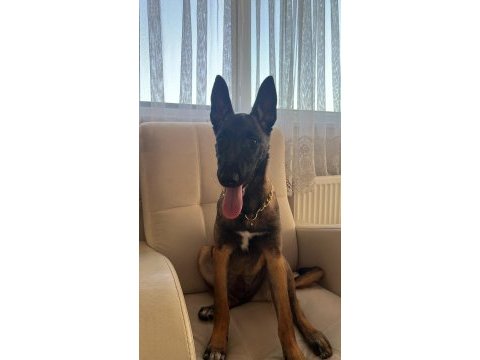 Eva belçika kurdu