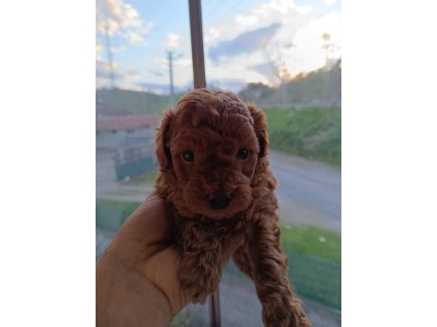 Aaa kalite teacup red brown poodle