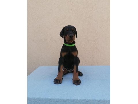 Profesyonel üretim çiftliğinden doberman yavrular
