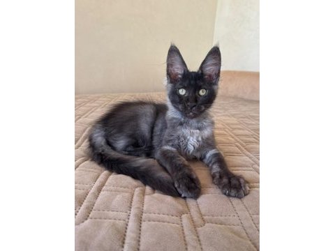 Maine coon erkek ns wcf