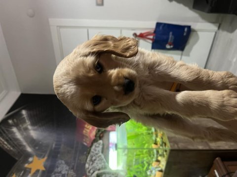 2 aylık 2 adet safkan minyatür cocker minnaklar