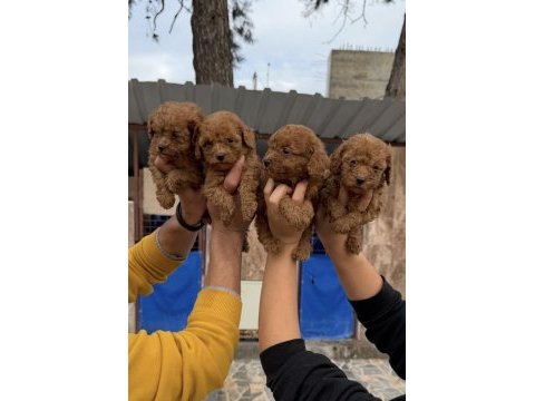 Toy poodle yavrularımız