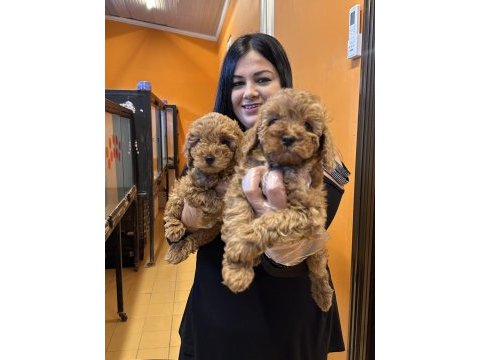 Safkan ufacık toy poodle yavrularım