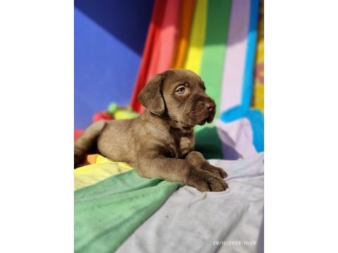 Siyah ve çikolata renk orjinal labrador yavrular