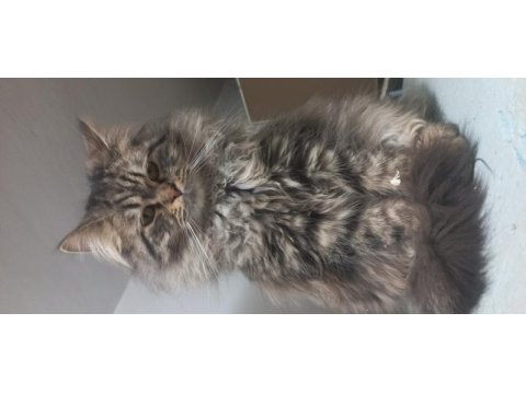 Yetişkin dişi erkek british shorthair