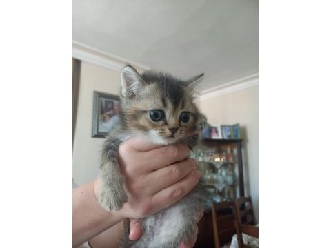 Birbirinden yakışıklı british shorthair kuzucuklarıma yuva
