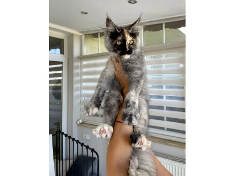 Xl mainecoon yavruları