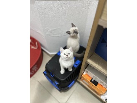 Sağlık garantili british shorthair yavruları