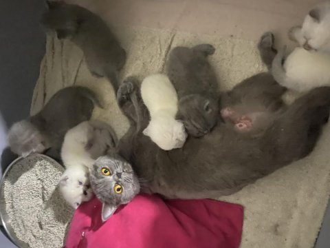 British shorthair yavrularıma yuva arıyorum