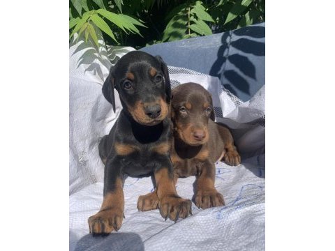 Üst kalite doberman yavrular